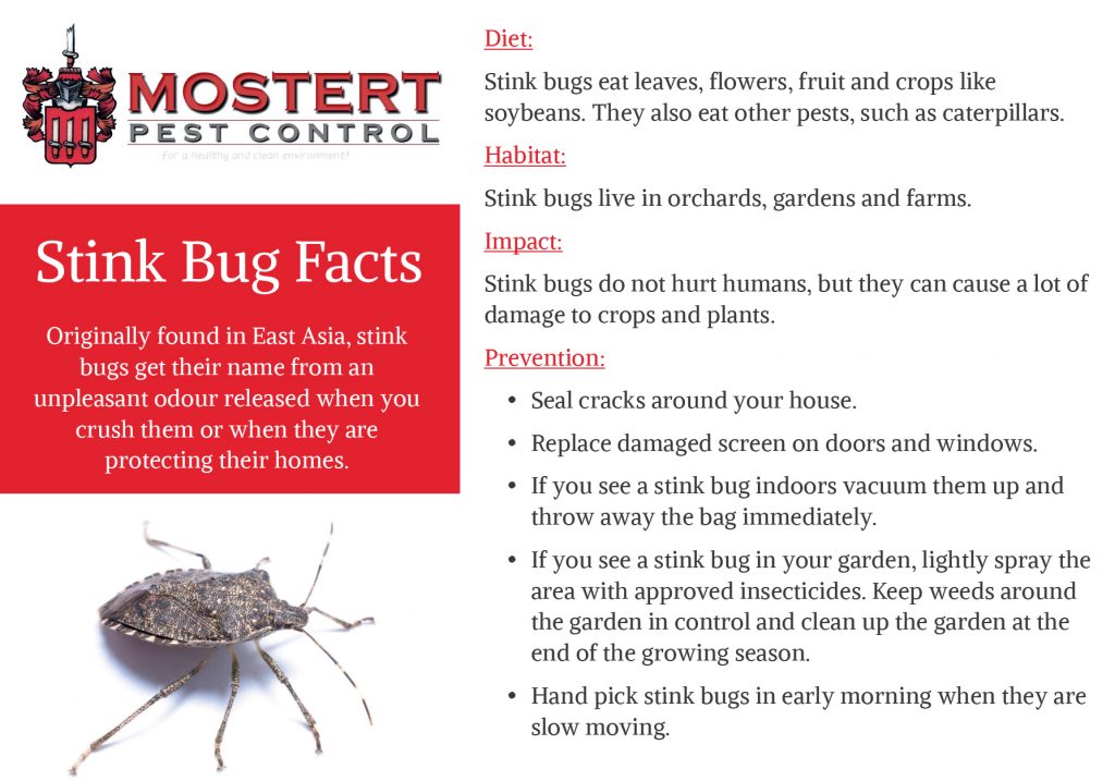 Stink Bug Facts: – Mostert Pest Control