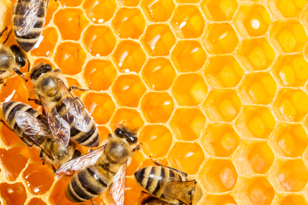 Bees on a honeycomb