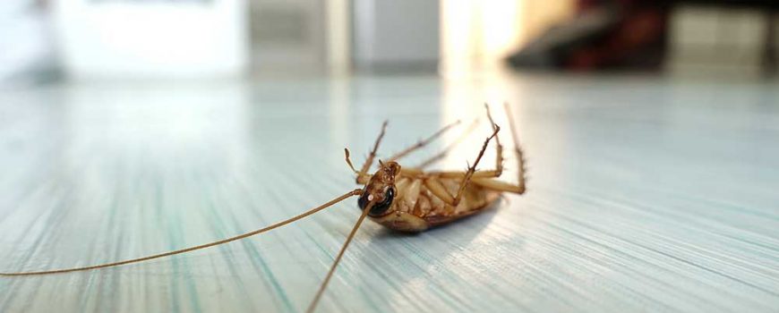 Why Cockroaches Are So Hard to Get Rid of