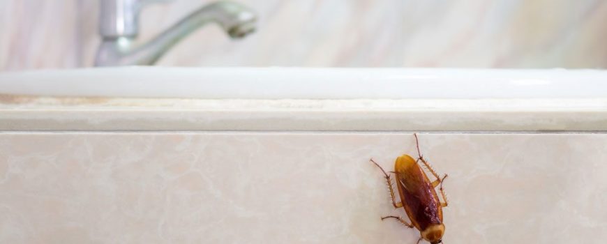 The Top 8 Best Ways to Kill Cockroaches in South Africa