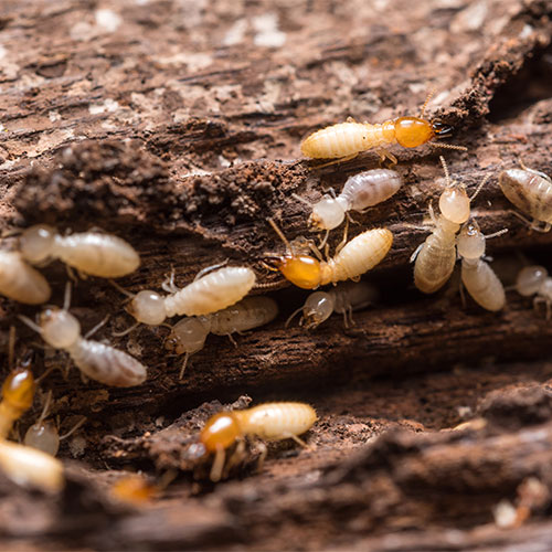 1-Termites