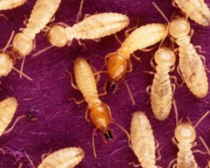 South Africa Subterranean Termites White Ants