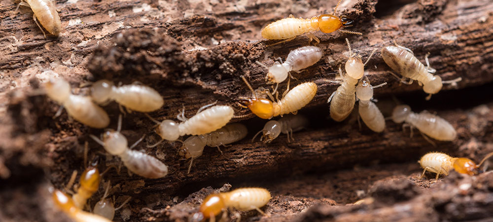 Termite Extermination Pest Control in South Africa