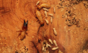 South Africa Dampwood Termites Harvester Ants