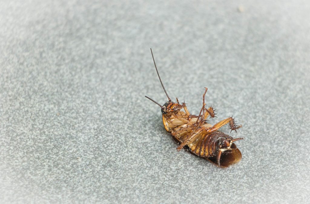 Dead Cockroach Image | Mostert Pest Control