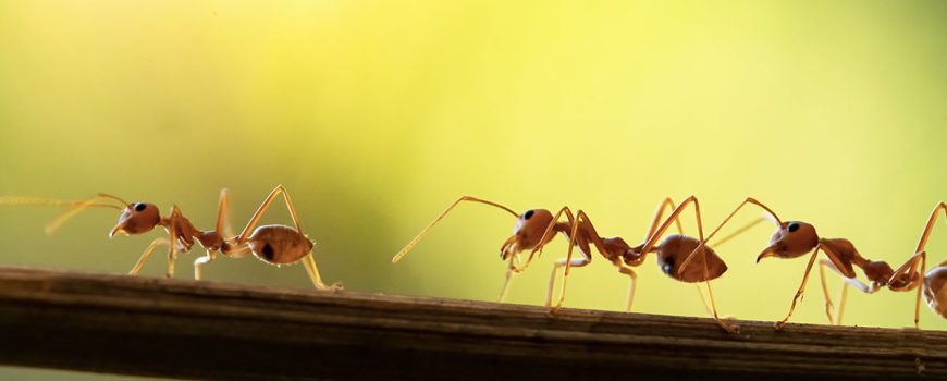 The Fascinating Life of Ants: A Look Into Their Nests