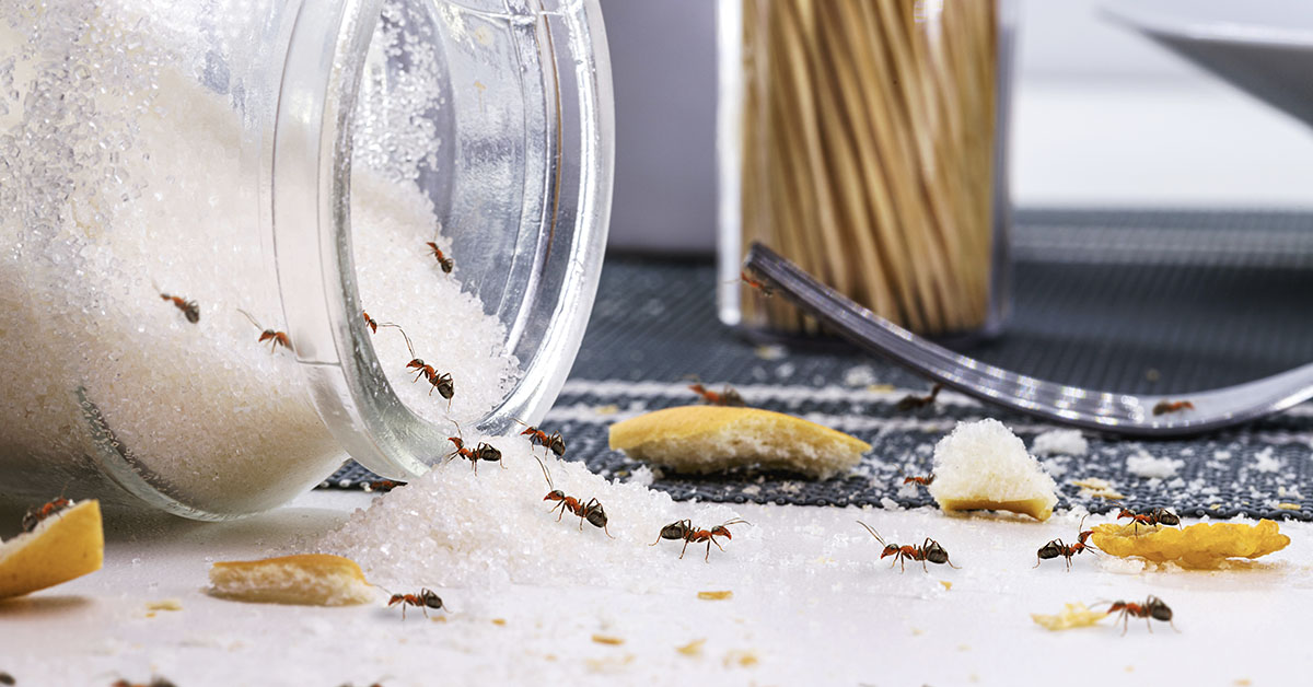 kitchen-pest-control-tips-2024