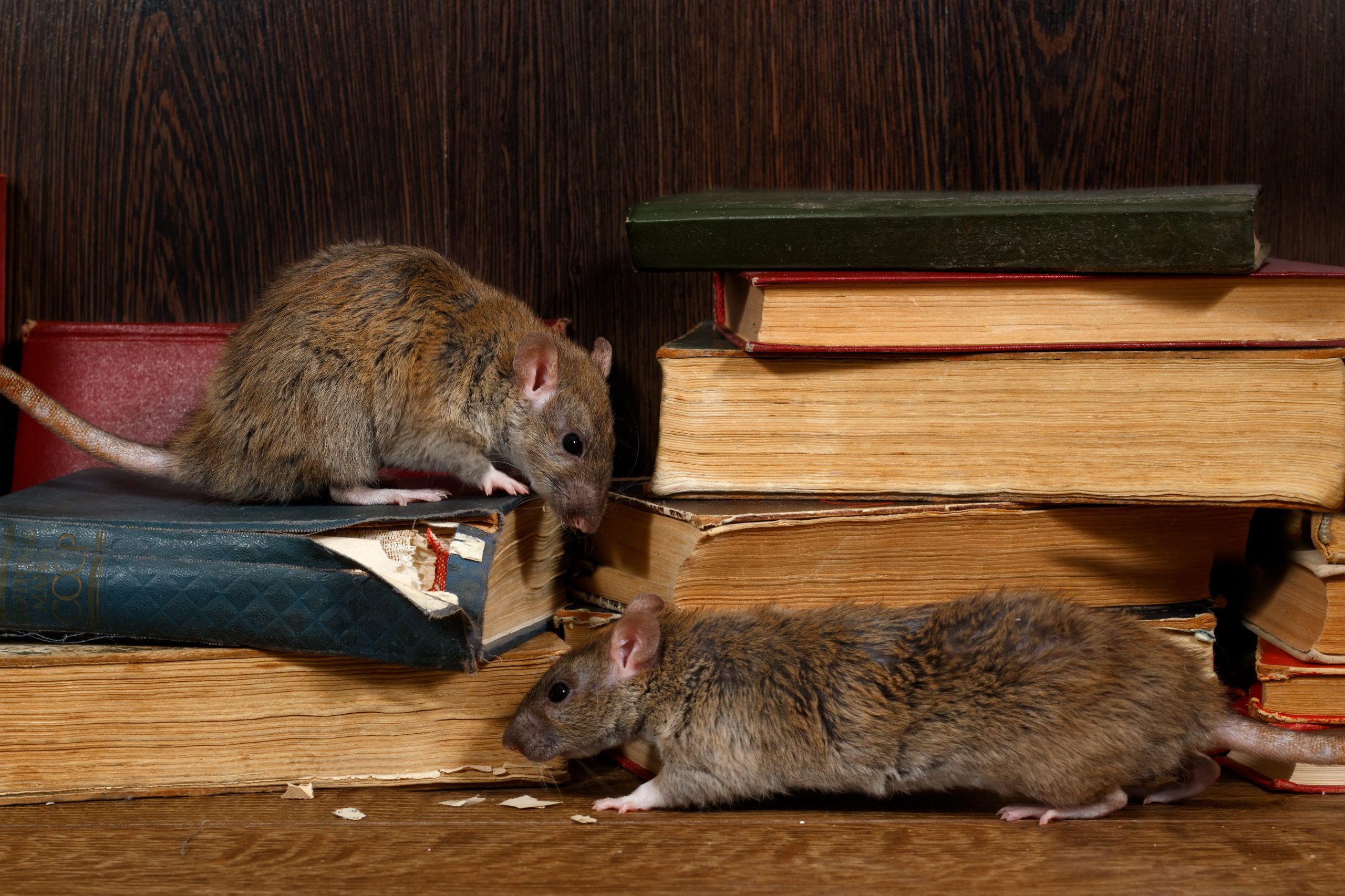 Rats exploring a stack of books, emphasizing the need for pest control to protect your home and belongings.