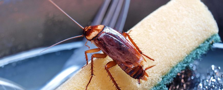 How to Remove Cockroaches from Your Kitchen: A Comprehensive Guide