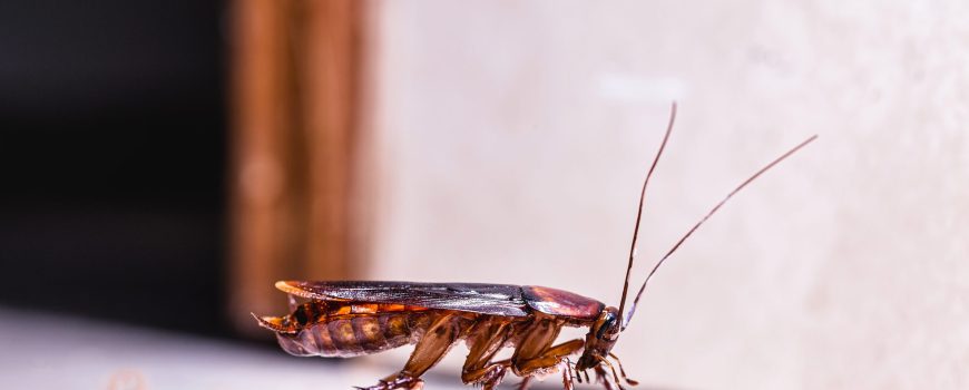 Why a Dirty Kitchen Attracts Pest Activity