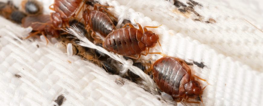 Top 10 Most Common Pests to Exterminate in South African Homes